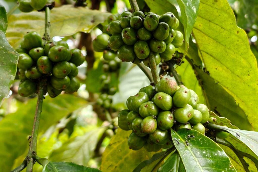 Cameroun santé